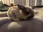 Babykonijntjes, Dieren en Toebehoren, Konijnen, Meerdere dieren, Dwerg