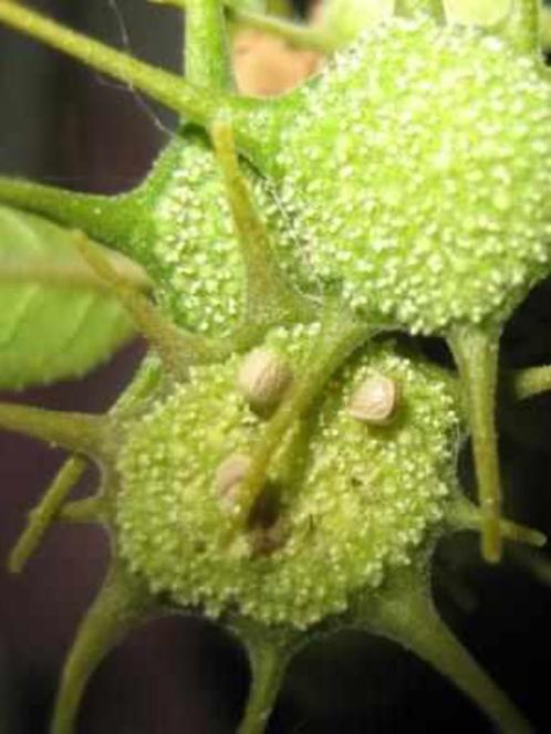 Caudex Dorstenia Foetida van oorsprong Kenia potmaat 8,5 cm, Huis en Inrichting, Kamerplanten, Overige soorten, Minder dan 100 cm
