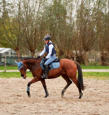 Brave 4 jarige ruin met potentie ! beschikbaar voor biedingen