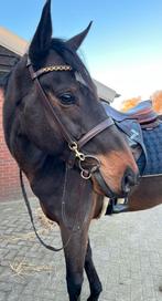 Leuke allrounder voor sport en recreatie, Dieren en Toebehoren, Paarden, B, Gechipt, Ruin, 3 tot 6 jaar