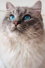 Dekkater ragdoll getest en met dekkingsgarantie