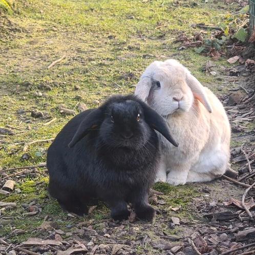Dierenoppas, Dieren en Toebehoren, Knaagdieren, Vrouwelijk, Overige typen