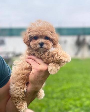 Exclusieve Maltipoo F1 Micro pup (Maltezer/Toy Poedel) beschikbaar voor biedingen