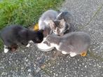 Hele lieve jonge kittens, Dieren en Toebehoren, Katten en Kittens | Overige Katten, Meerdere dieren, Kortharig, 0 tot 2 jaar