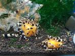 Hobbyaquarium Crystal Black garnalen, Dieren en Toebehoren, Vissen | Aquariumvissen, Zoetwatervis, Kreeft, Krab of Garnaal, Schoolvis