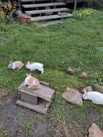Dwerg konijnen, Dieren en Toebehoren, Konijnen, Meerdere dieren, Dwerg