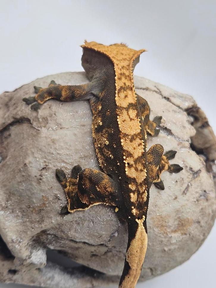 Wimpergekko- crested gecko