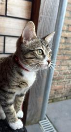 De kat is gratis maar de spullen is 200€ kost alles meenemen, Dieren en Toebehoren, Kater