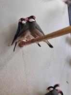 Rijstvogel | Tropische vogels | Passend advies, Meerdere dieren, Kleurkanarie
