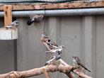 Bonte zebravinken zwartwang, Meerdere dieren, Tropenvogel