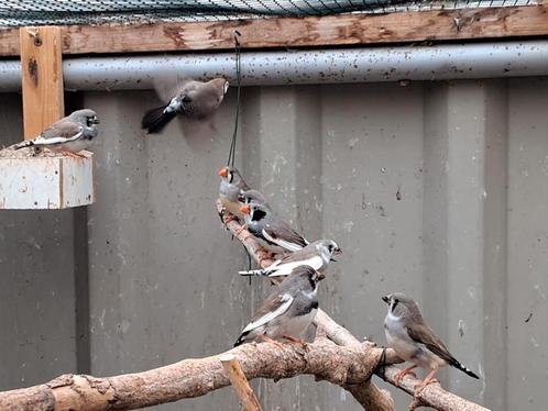 Bonte zebravinken zwartwang, Dieren en Toebehoren, Vogels | Overige Vogels, Tropenvogel, Meerdere dieren, Geringd
