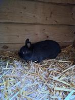 2 supermooie zwarte kleurdwergjes., Dieren en Toebehoren, Konijnen, Vrouwelijk, Dwerg, 0 tot 2 jaar