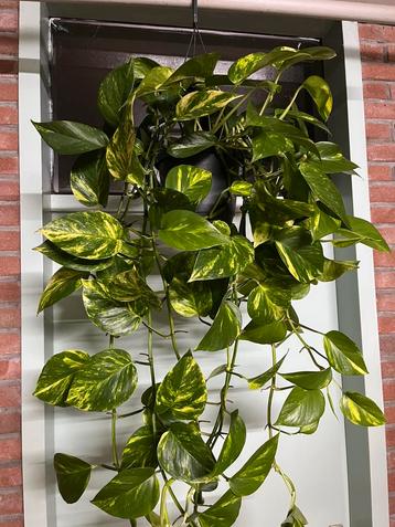 Epipremnum ‘ High Color’ beschikbaar voor biedingen