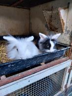 Vossekop dwergkonijntjes, Dieren en Toebehoren, Konijnen, Meerdere dieren, Dwerg