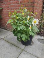Dahlia ongeveer 0.65 cm hoog., Ophalen, Zomer, Overige soorten, Volle zon