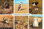 Ansichtkaart	Schouwse Westhoek	Vogels	6-luik, Verzenden, 1960 tot 1980, Gelopen, Vogel