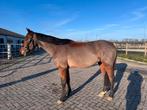 Talentvolle jonge ruin, Springpaard, Minder dan 160 cm, Met stamboom, Ruin