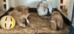 Vos konijntjes, Dieren en Toebehoren, Konijnen, Meerdere dieren, Dwerg