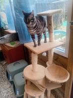 Raszuiver lieve bengaalse kittens, Dieren en Toebehoren, Katten en Kittens | Overige Katten, Meerdere dieren