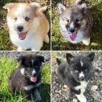 De leukste pomsky f2b puppy’s, Dieren en Toebehoren, Honden | Poolhonden, Keeshonden en Oertypen, 8 tot 15 weken, Poolhond, Meerdere