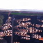 Epiplatys annulatus, Dieren en Toebehoren, Vissen | Aquariumvissen, Vis