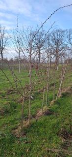 Zanthoxylum, kiespijnboom, peperboom, Tuin en Terras, Planten | Bomen, Ophalen, Volle zon, Overige soorten