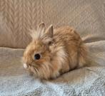 Nestje lieve tamme dwerg konijnen, Vrouwelijk, Dwerg