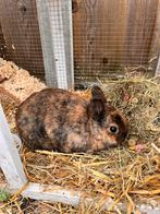 Lieve, tamme, jonge dwergkonijnen, Dieren en Toebehoren, Konijnen, Meerdere dieren, Dwerg