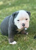 Old English Bulldog pups uit geteste ouders, Dieren en Toebehoren, Honden | Bulldogs, Pinschers en Molossers, CDV (hondenziekte)