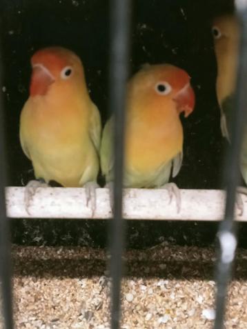 Prachtig koppel agapornis fisheri opaline YF crème x pastel  beschikbaar voor biedingen