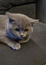 Brietse korte haar, Dieren en Toebehoren, Poes