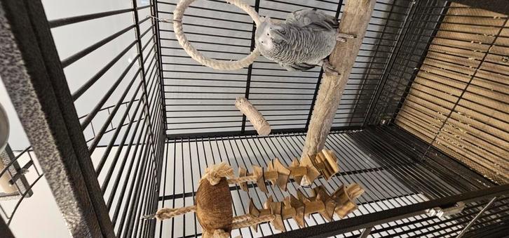 Grijze Roodstaartpapegaai inclusief kooi, Dieren en Toebehoren, Vogels | Parkieten en Papegaaien, Papegaai, Mannelijk