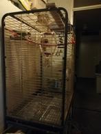 Bruinoorparkiet (Pyrrhura frontalis), Meerdere dieren, Parkiet, Geringd