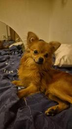 Goed thuis gezocht, Dieren en Toebehoren, Honden | Chihuahua's en Gezelschapshonden, Rabiës (hondsdolheid), 15 weken tot 1 jaar