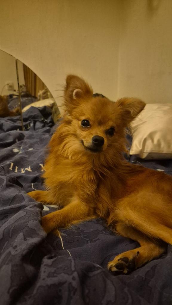 Goed thuis gezocht, Dieren en Toebehoren, Honden | Chihuahua's en Gezelschapshonden, Reu, Overige rassen, Particulier, Eén hond