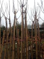 Catalpa bign. Nana in pot  op 180 cm, Tuin en Terras, Planten | Bomen, Bloeit niet, 100 tot 250 cm, Ophalen, Volle zon
