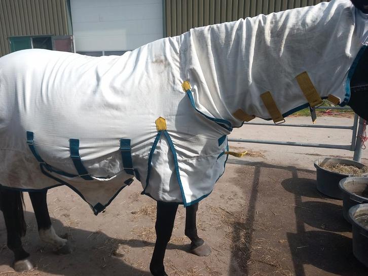 Eczeemdeken highlander voor 1.60-1.65 paard, Dieren en Toebehoren, Paarden en Pony's | Dekens en Dekjes, Ophalen of Verzenden
