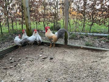 Krielkippen leghorn te koop beschikbaar voor biedingen