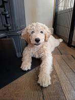 Prachtige labradoodle pups mini/ medium WIJ MOGEN VERHUIZEN!, Overige rassen, CDV (hondenziekte), 8 tot 15 weken, Meerdere