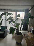 Mooie Strelitzia Nicolai, Tuin en Terras, Halfschaduw, Overige soorten, 100 tot 250 cm, Ophalen