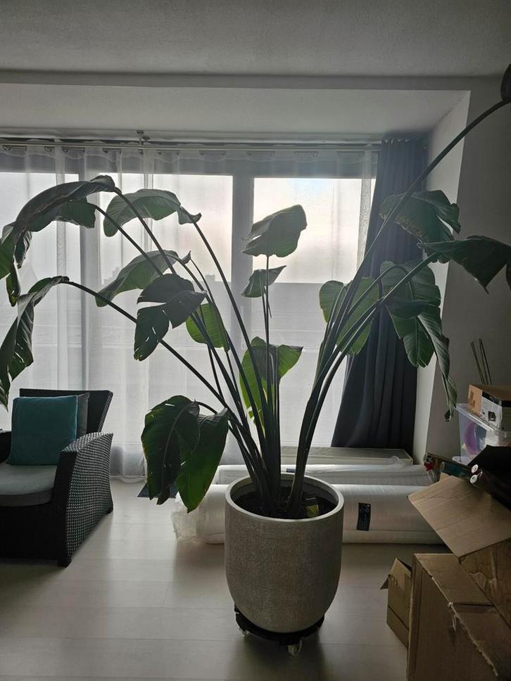 Mooie Strelitzia Nicolai, Tuin en Terras, Planten | Bomen, Overige soorten, 100 tot 250 cm, Halfschaduw, In pot, Ophalen