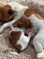Jack russells puppy’s, Dieren en Toebehoren, Honden | Jack Russells en Terriërs, België, Particulier, Jack Russell Terriër, CDV (hondenziekte)