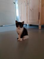 Lieve en mooie kittens, Dieren en Toebehoren