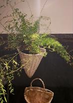 Asparagus in mand, Volle zon, Bloeit niet, Minder dan 100 cm, Overige soorten