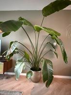 STRELITZIA KingSize  plant, 25 tot 40 cm, Rond, Binnen, Ophalen of Verzenden