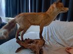 Taxidermie taxidermy, Opgezette "vos" op stuk hout, Verzamelen, Ophalen of Verzenden, Zo goed als nieuw, Wild dier, Opgezet dier