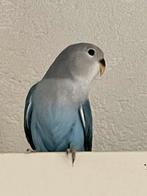 Prachtige Agapornis Dwergpapegaai Eventueel met kooi Handtam, Meerdere dieren, Dwergpapegaai of Agapornis, Tam