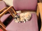 Drie kittens, Dieren en Toebehoren
