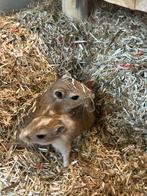 Mongoolse gerbils, Meerdere dieren, Overige typen, Na 1 juli 2024