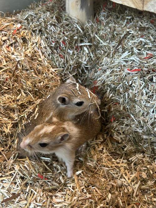 Mongoolse gerbils, Dieren en Toebehoren, Knaagdieren, Meerdere dieren, Overige typen